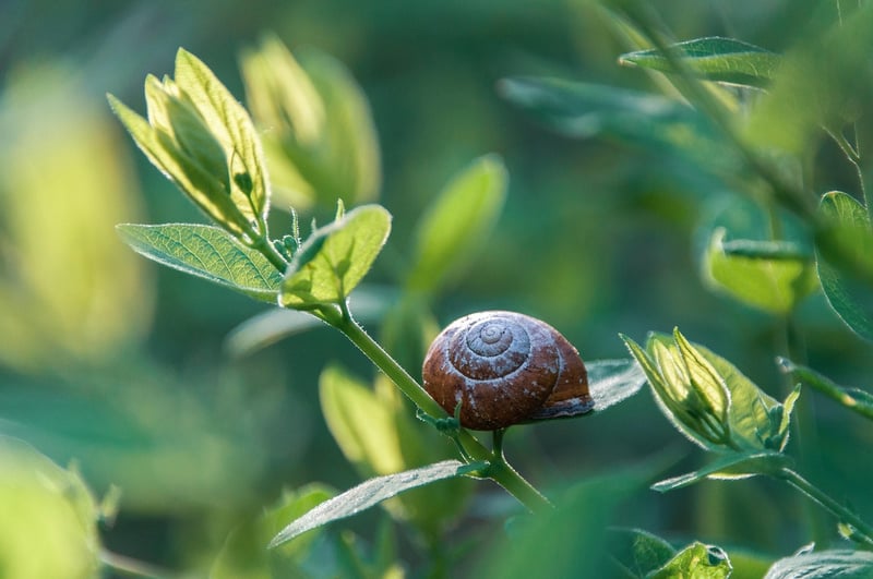 Pest control methods
