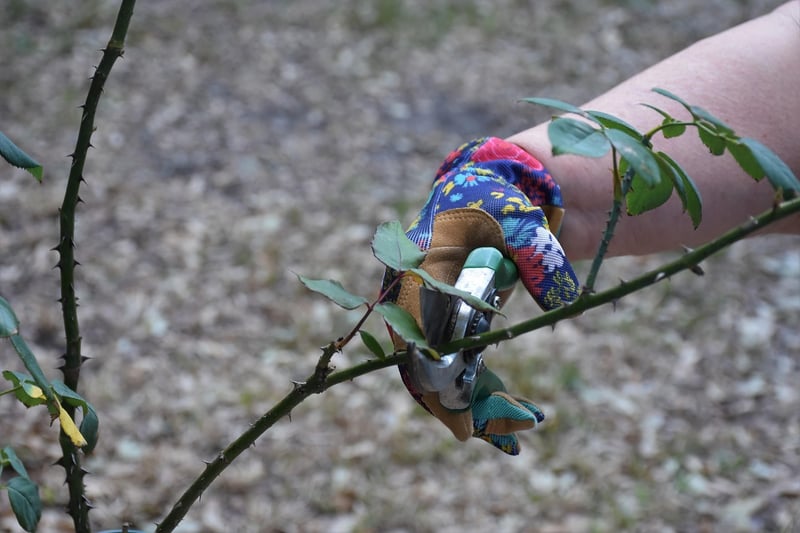 Pruning strategies